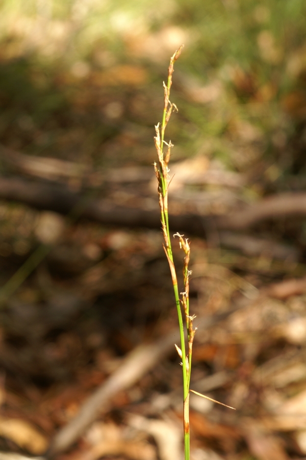 Lepidosperma laterale